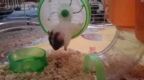 Zibidi Gonzales Hamstergit İlk Hamster'ım :)